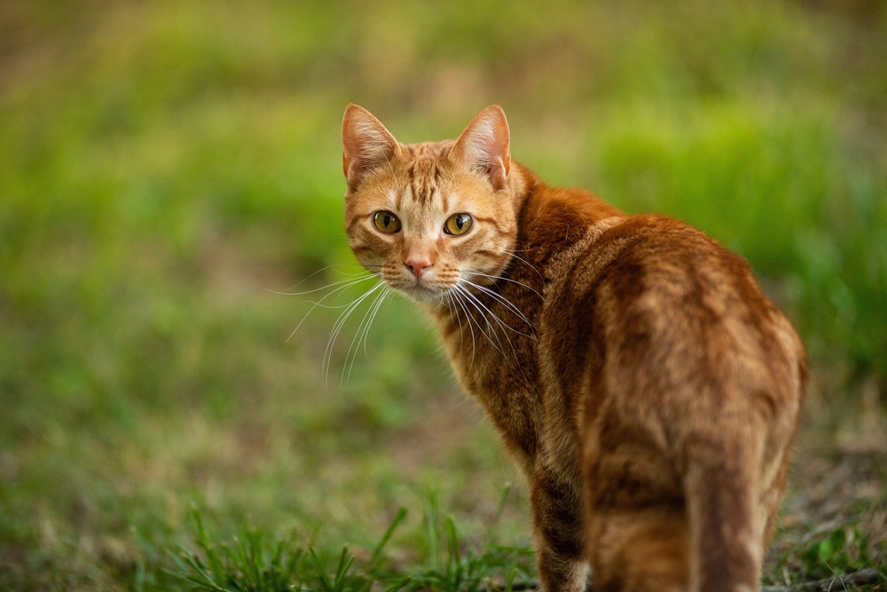 tabby cat walking outdoor and looking back