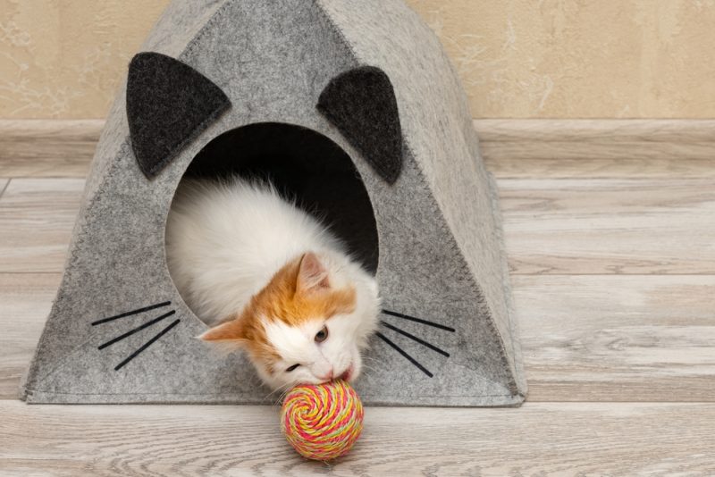 Cat Yarn Cat House Playing