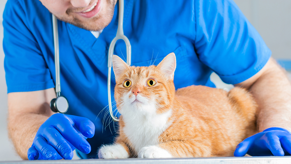 ginger cat being examined by a vet