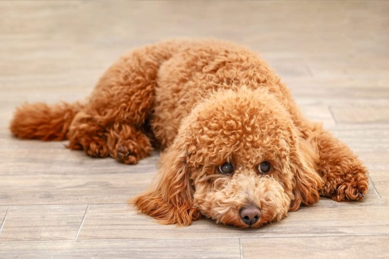 poodle dog lying on the floor