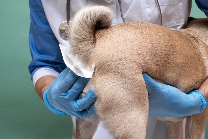 vet cleaning the anal glands of dog