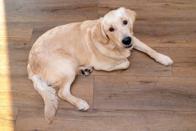 young golden retriever dog lying on the floor