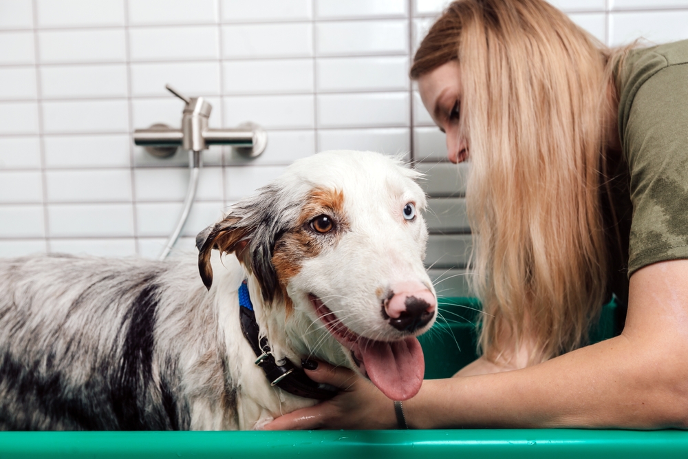 Australian shepherd dog bath with shampoo