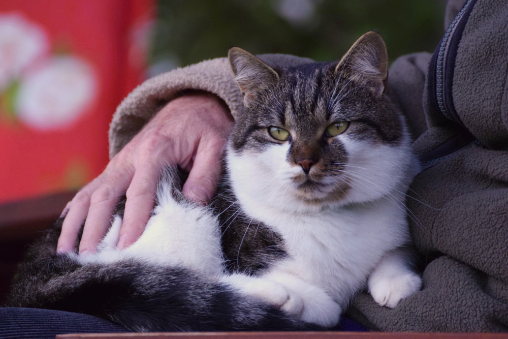 Senior holding cat