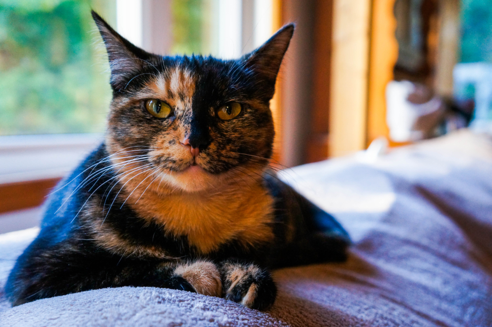 Tortoiseshell cat resting on a sofa