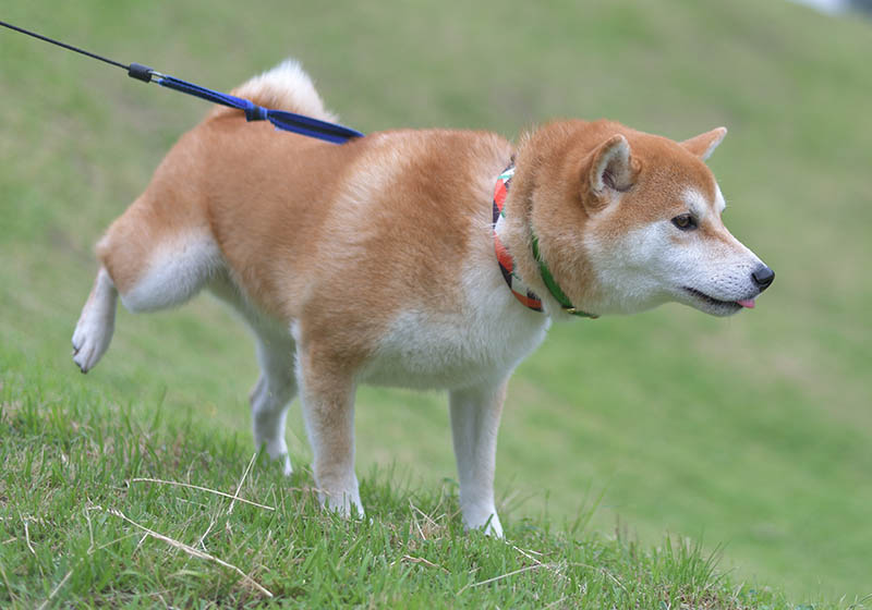 Shiba Inu peeing on the grass