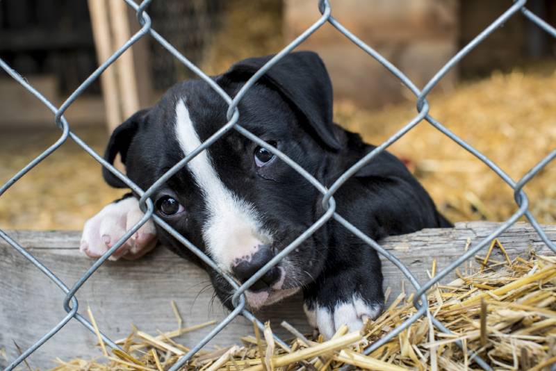 Sad puppy in cage waiting for adoption