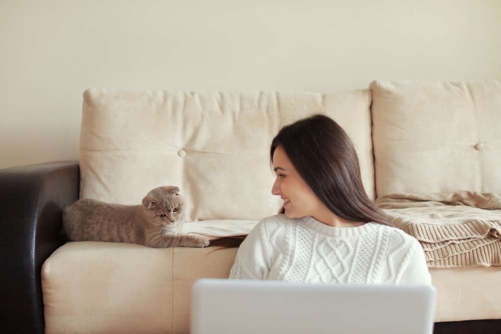 cat distracting owner from working