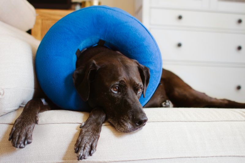 labrador retriever wearing a cone while laying on a couch