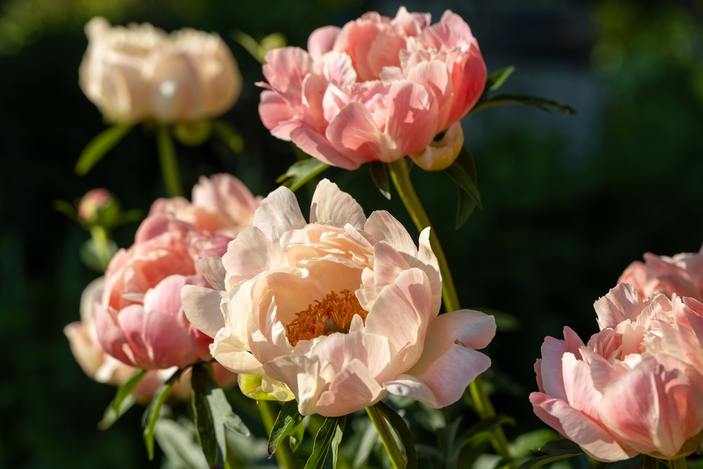 Are Peonies Toxic to Canines? Vet-Verified Data, Knowledge & Poison Help – Dogster