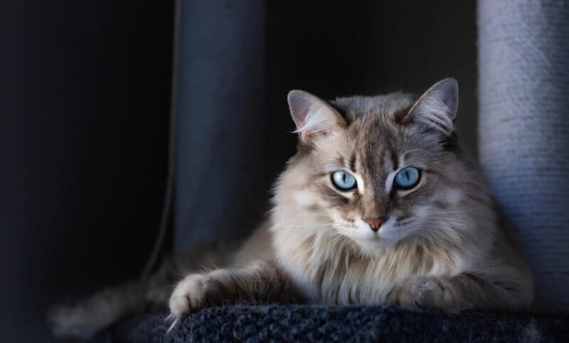 cat resting in dark room