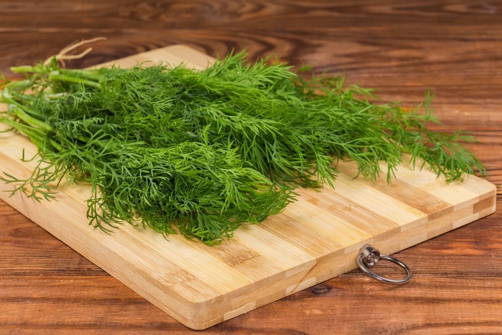 Can Canines Eat Dill? Vet-Verified Eating regimen Particulars & Preparation Ideas – Dogster