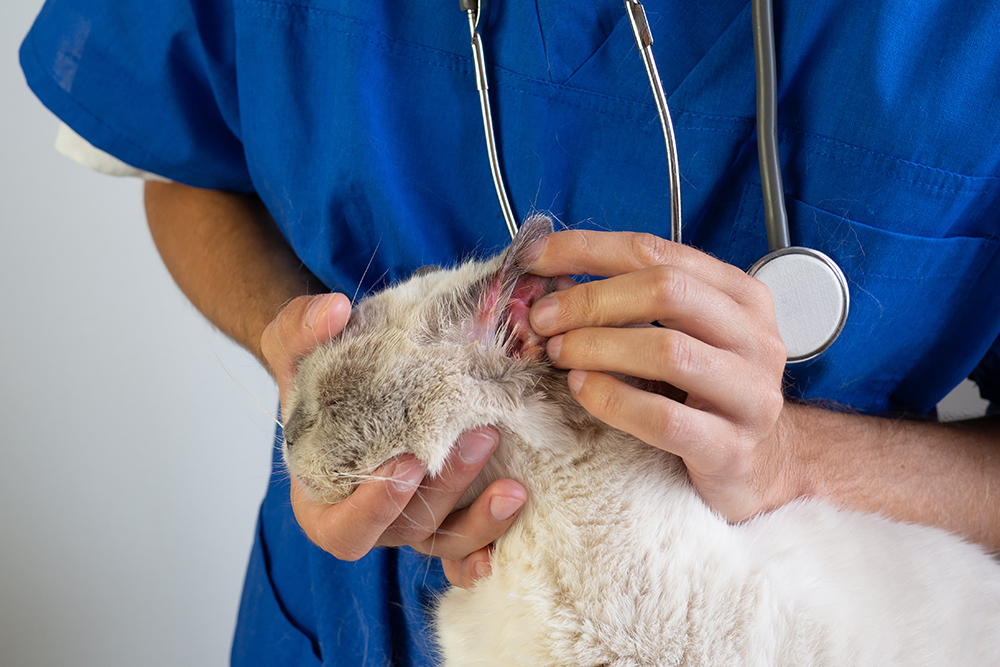 Yeast An an an infection in Cats (Malassezia Dermatitis): Our Vet Discusses Indicators, Causes & Treatment